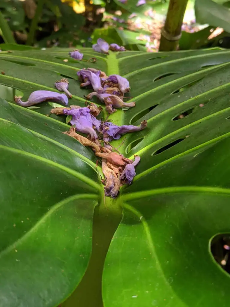 Jacaranda blossoms on a large leaf found on Fern Canyon Trail in San Diego Zoo.