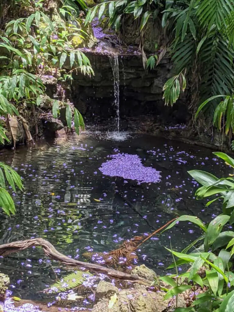 Waterfall on Fern Canyon Trail in San Diego Zoo with jacaranda blossoms in a pool below.