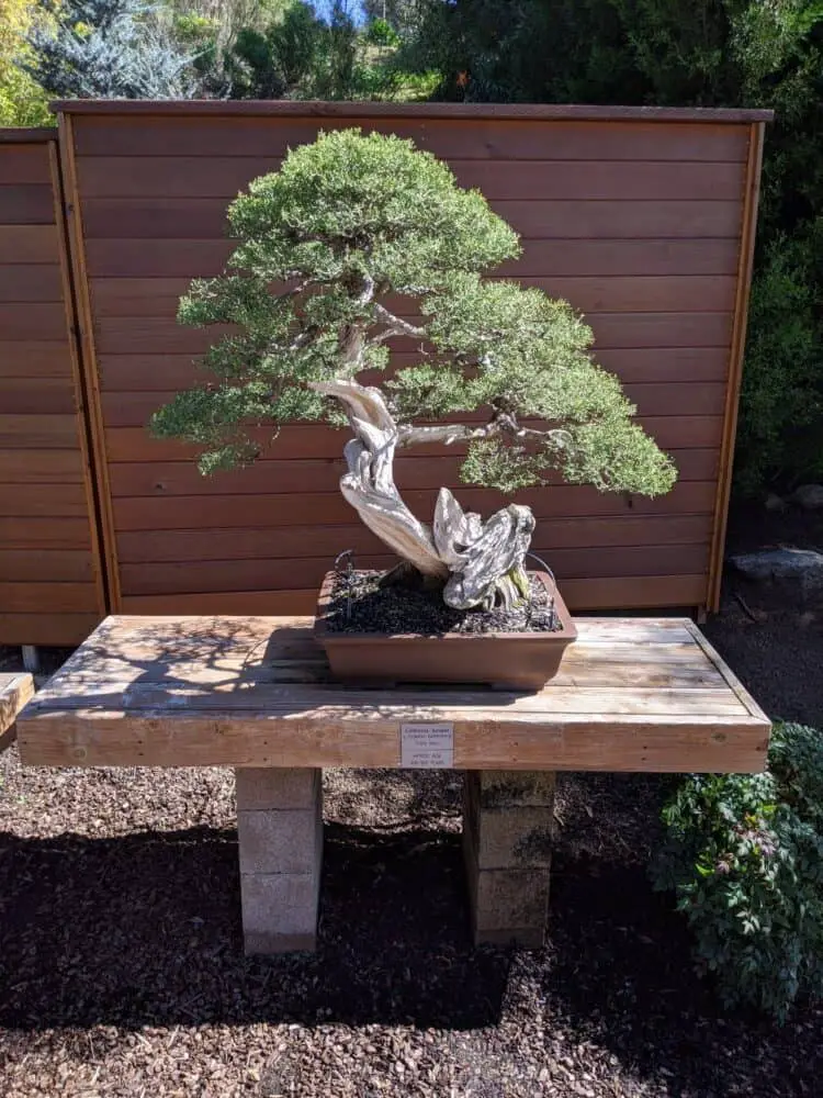 Bonsai pine tree at Bonsai Pavillion in San Diego Zoo Safari Park