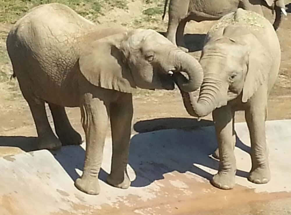 African Elephants playing in the water at Elephant Valley in San Diego Safari Park.