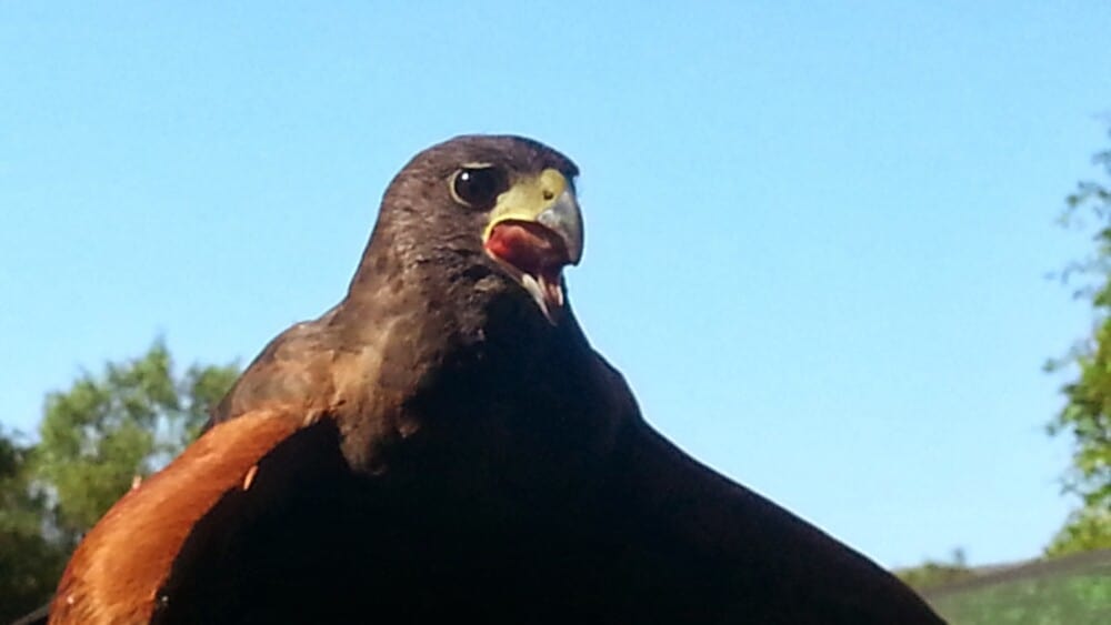 Eagle at San Diego Safari Park Frequent Flyers Bird Show. 