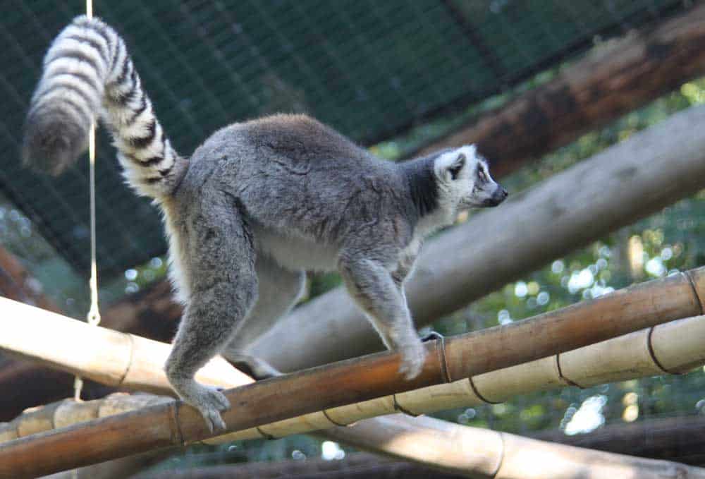 Ring-tailed lemur climbing bamboo at Lemur Walk in San Diego Safari Park