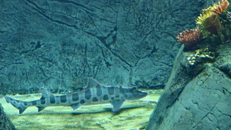 Leopard shark swimming in the aquarium with the African penguins at Africa Rocks in the San Diego Zoo.