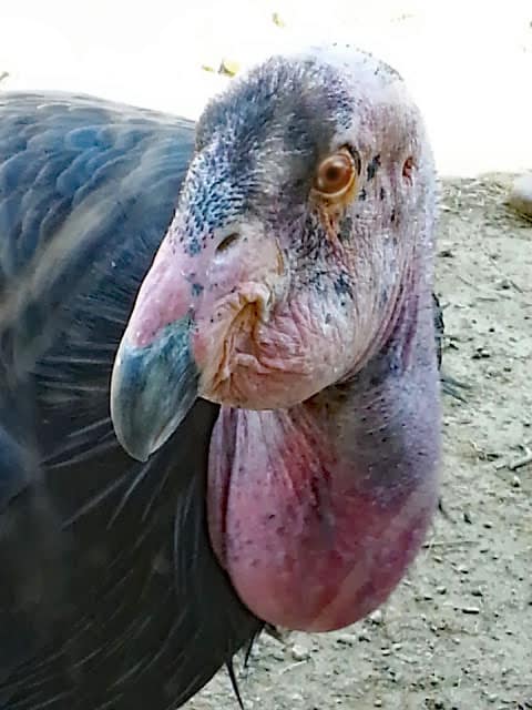 California condor at San Diego Zoo's Elephant Odyssey