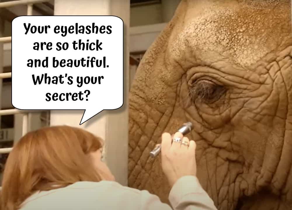 Elephant gets an eye exam and a compliment on her lush lashes at the Elephant Care Center in the Elephant Odyssey exhibit at San Diego Zoo. 