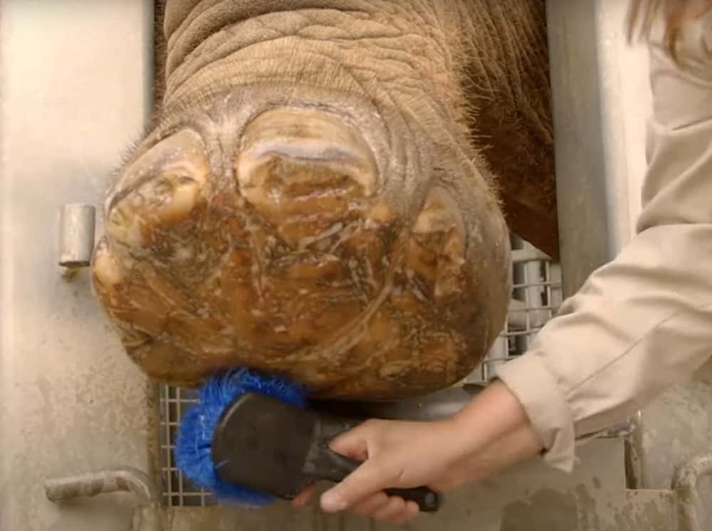 San Diego Zoo Elephant Care Center - elephant pedicure.