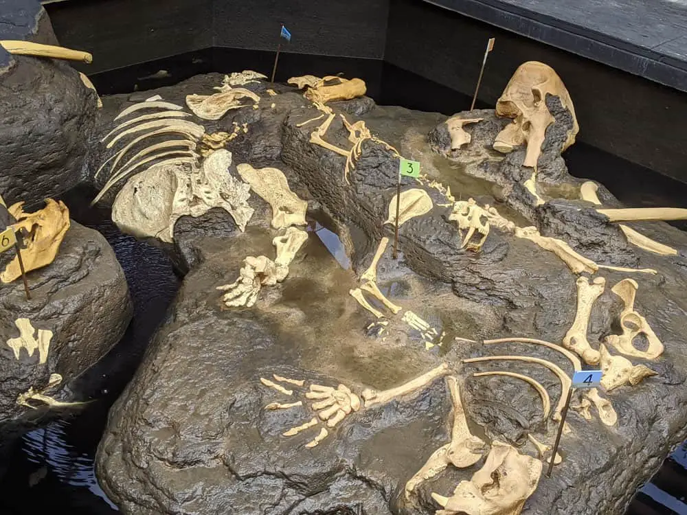 The Fossil Portal's "tar pit" at Elephant Odyssey in San Diego Zoo