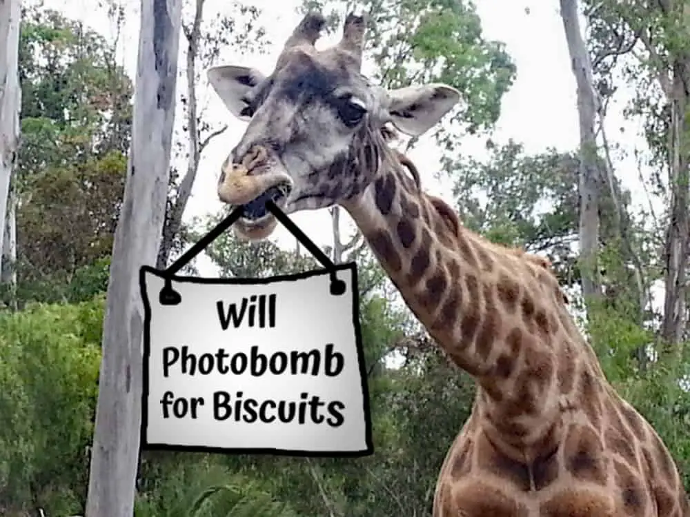 San Diego Zoo giraffes will photobomb for biscuits.