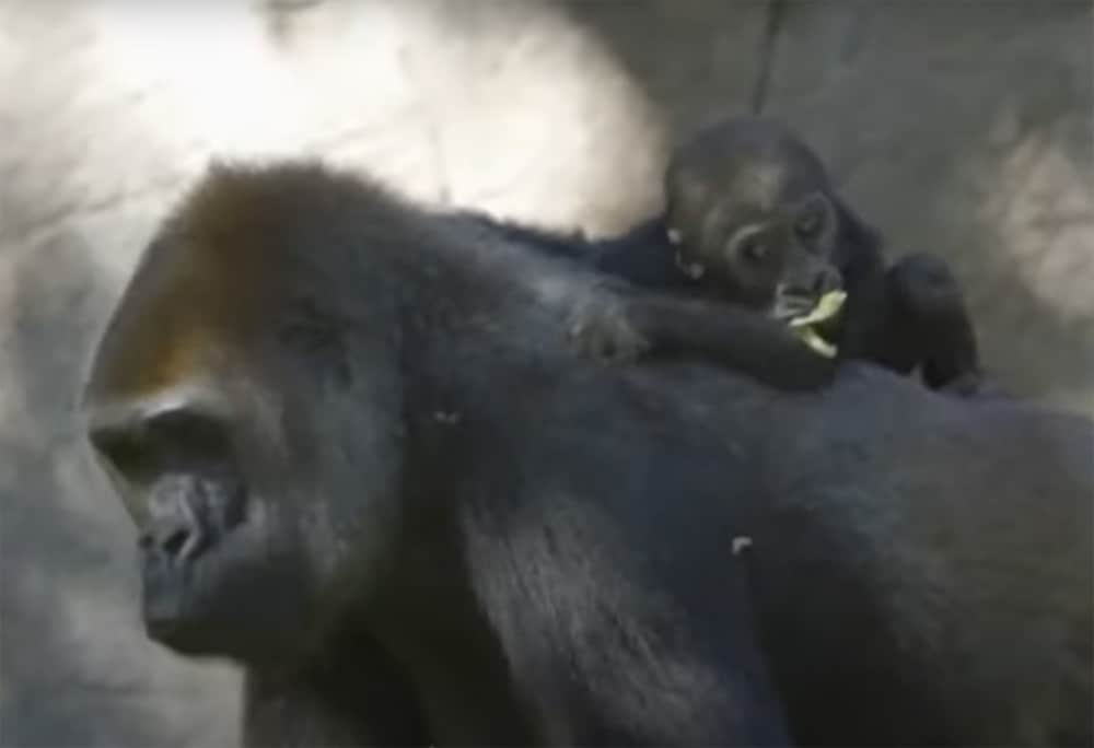 San Diego Zoo gorillas - mom and baby Joanne