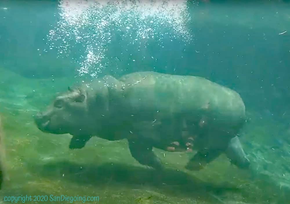 San Diego Zoo baby hippo running underwater.