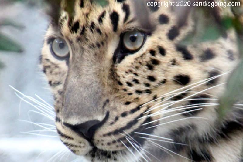 Amur leopard watching the vervet monkeys at Africa Rocks in San Diego Zoo.