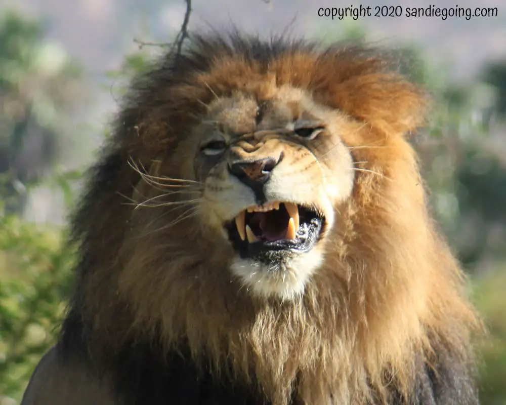 San Diego Zoo lion about to roar.