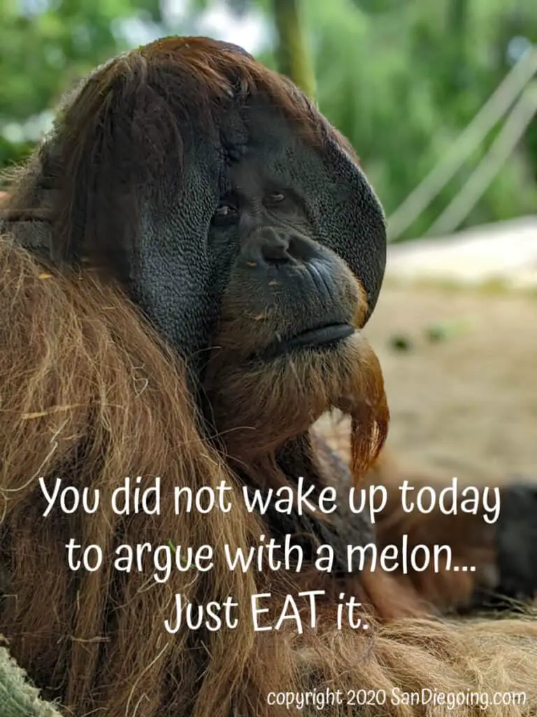 San Diego Zoo orangutan cheeked male offers forest wisdom. "You did not wake up today to argue with a melon...Just EAT it."