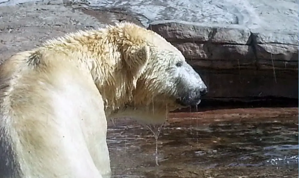 San Diego Zoo polar bear