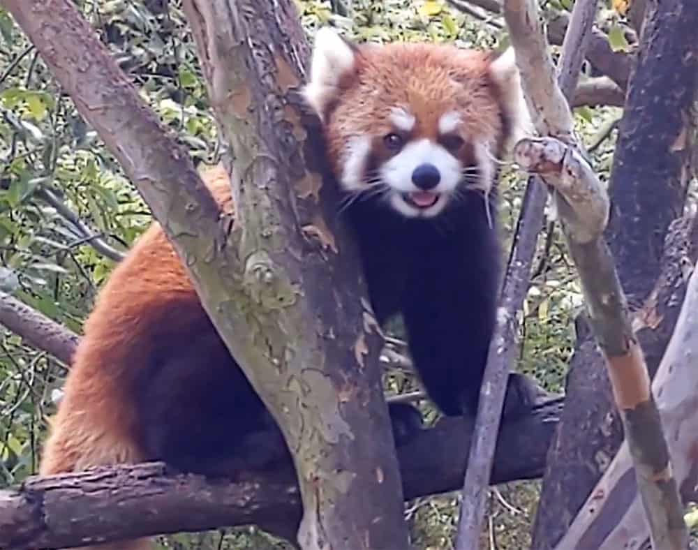 San Diego Zoo red panda
