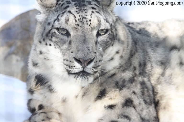 15 Must See San Diego Zoo Exhibits And Attractions 2024 SanDiegoing   San Diego Zoo Snow Leopard 1 768x512 