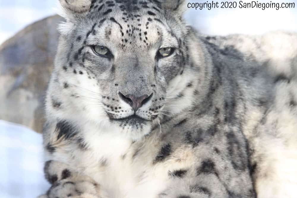 San Diego Zoo snow leopard 