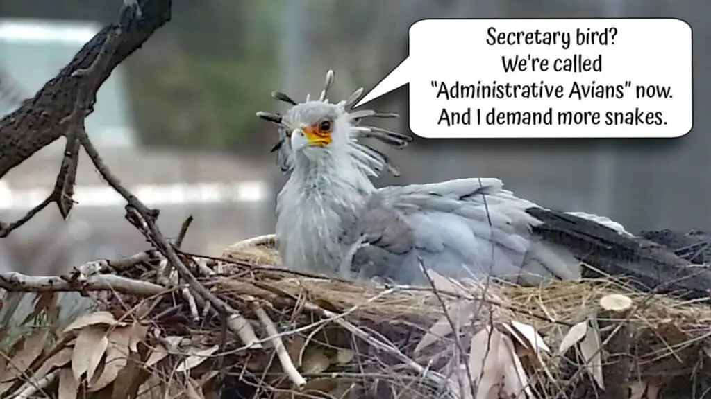 Secretary bird in the Elephant Odyssey exhibit at San Diego Zoo makes a comment, "Secretary bird? We're called Administrative Avians now. And I demand more snakes."
