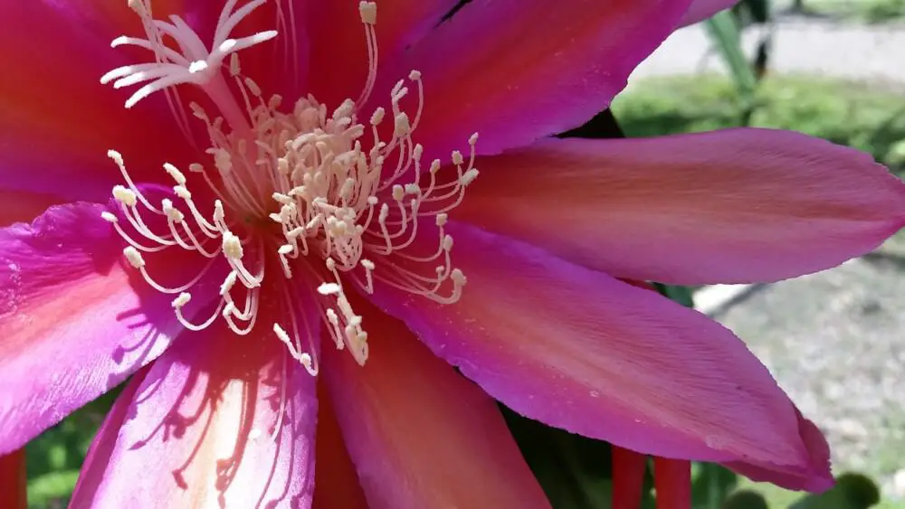 Epiphyllum blossom at San Diego Safari Park