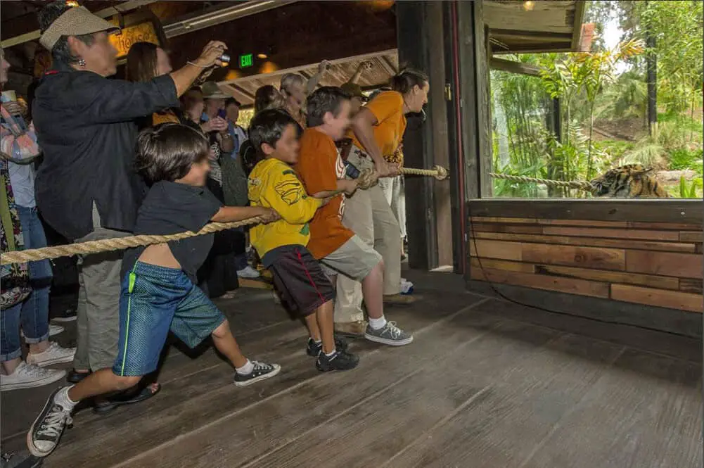 Tiger tug-of-war at San Diego Safari Park Tiger Trail