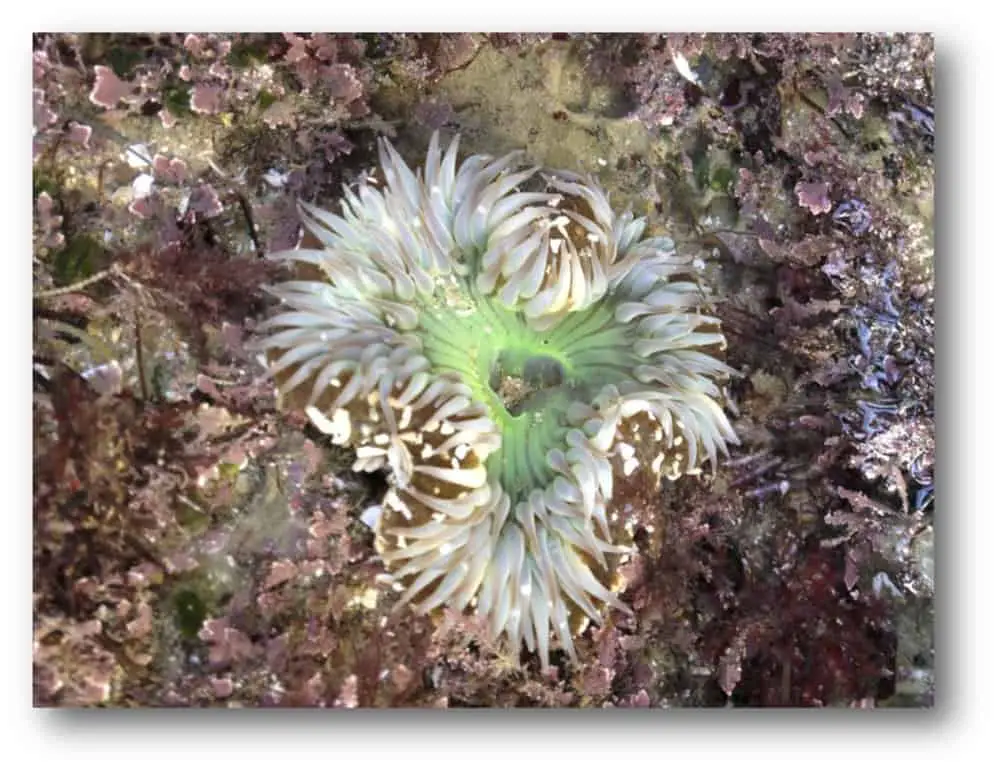 Tide pool at Coronado Beach with Solitary Anemone (Anthopleura sola). 