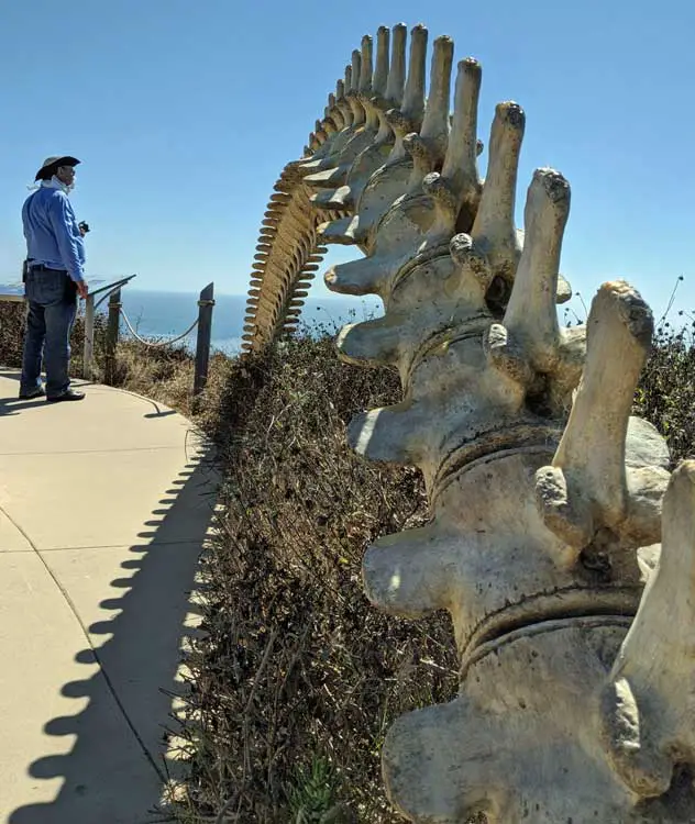 Whale backbone sculpture at Cabrillo National Monument Kelp Forest and Whale Overlook. 