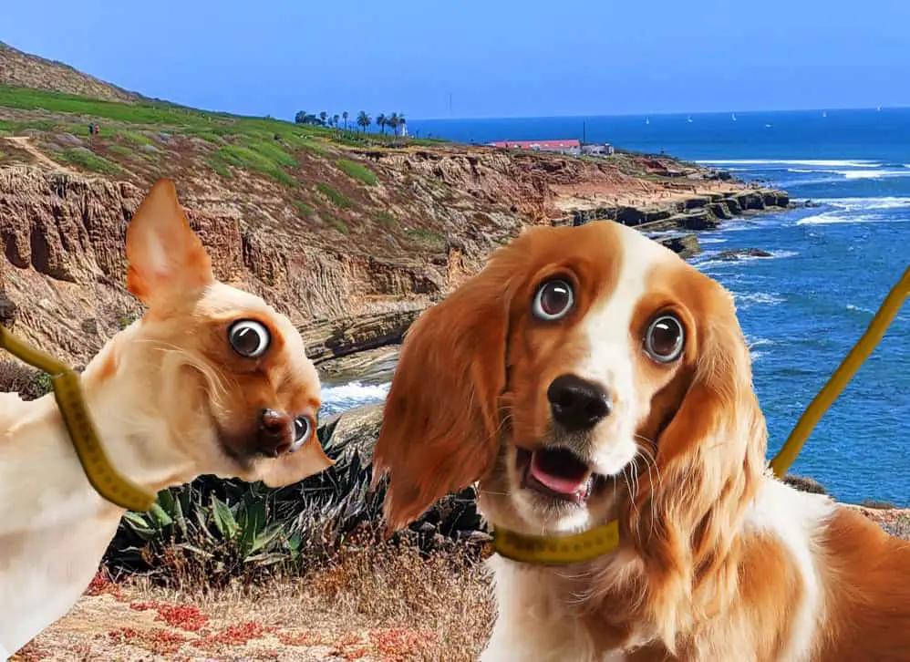 Photo montage of Cabrillo National Monument view with 2 dogs on leashes in the foreground.