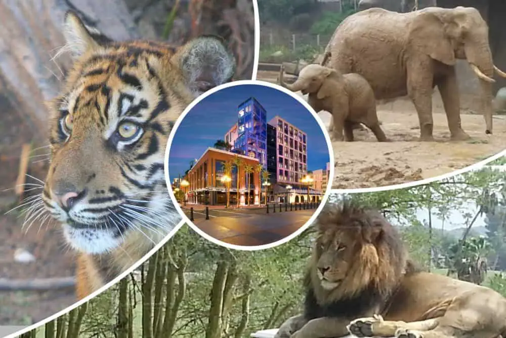 Lions, Tigers, Baby Elephants package with Lodging near San Diego Zoo or Safari Park