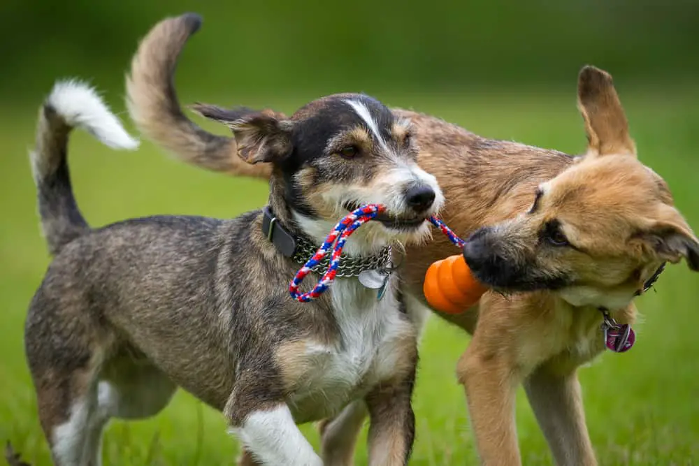 Two dogs playing together on grassy field