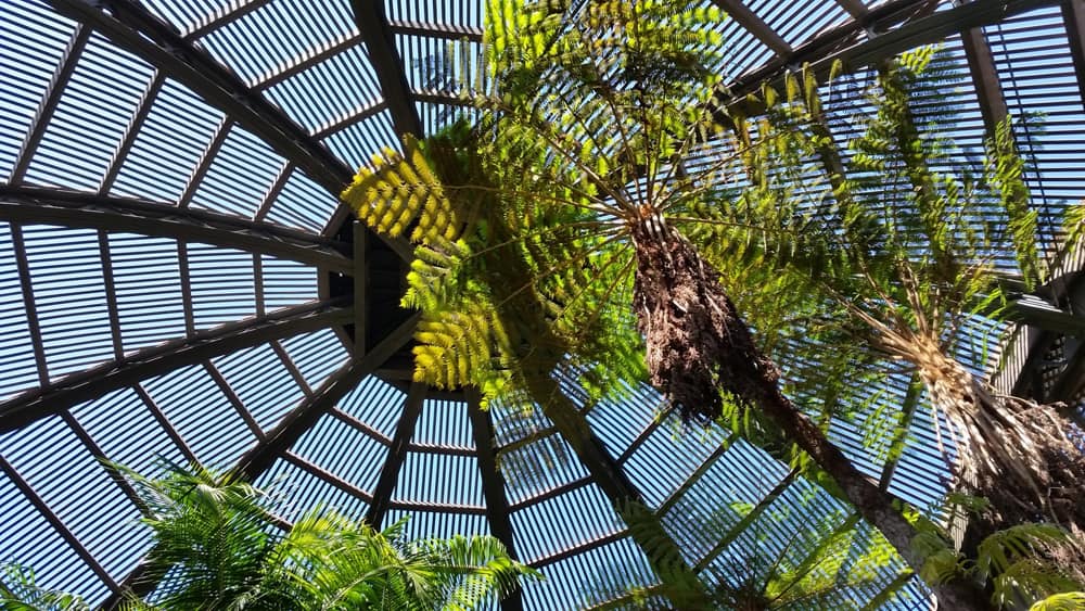 The lathwork dome of the Balboa Park Botanical Building.