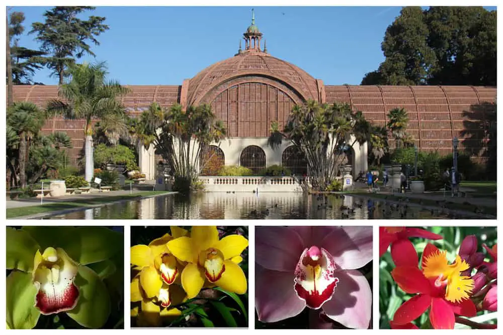 Photo collage of the Botanical Building in Balboa Park, San Diego with orchids found inside.
