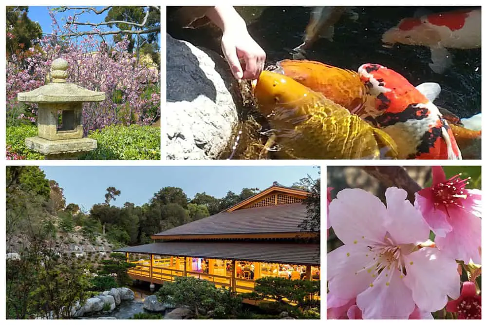 Photo collage of the Japanese Friendship Garden in Balboa Park, San Diego. Images clockwise are: a pagoda sculpture, koi, building in the evening and cherry blossoms. 