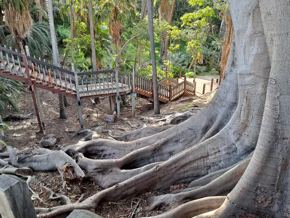 Photo of Palm Canyon in Balboa Park, San Diego.