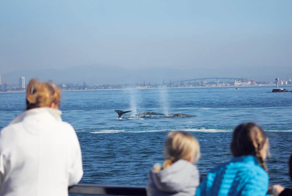 San Diego whale watching tour showing gray whales in the water. Image courtesy of Flagship Cruises & Events. 