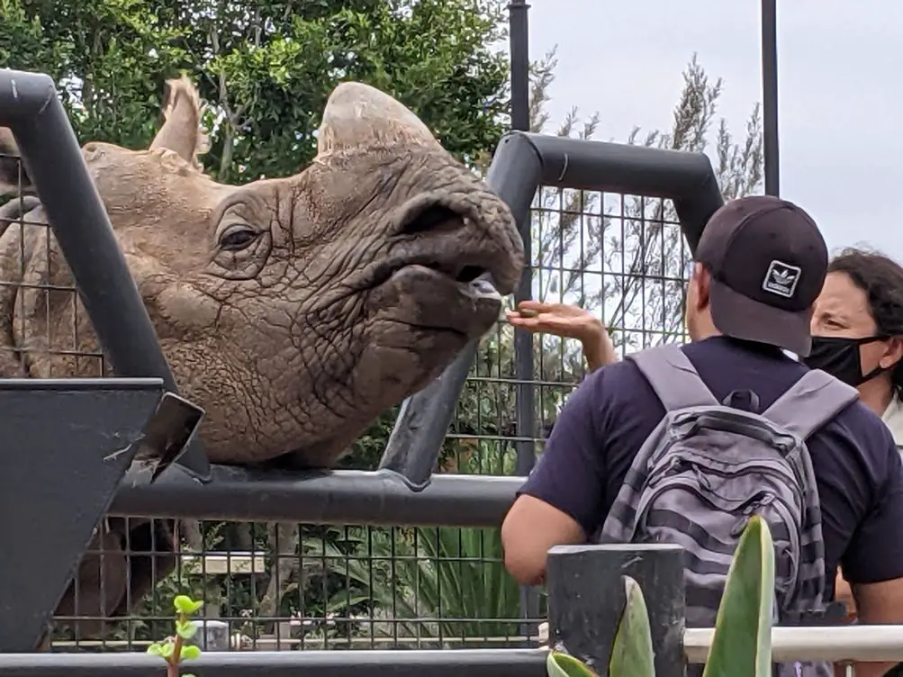 San Diego Zoo - feeding a greater one-horned rhino
