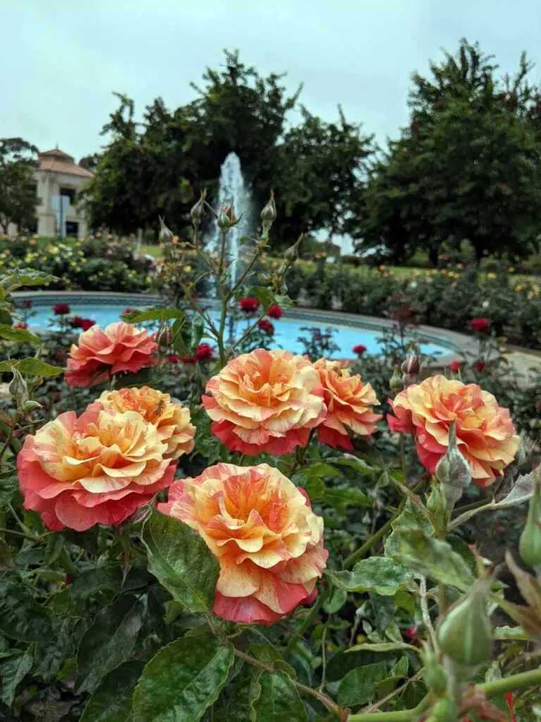 Inez Grant Parker Memorial Rose Garden in Balboa Park, San Diego