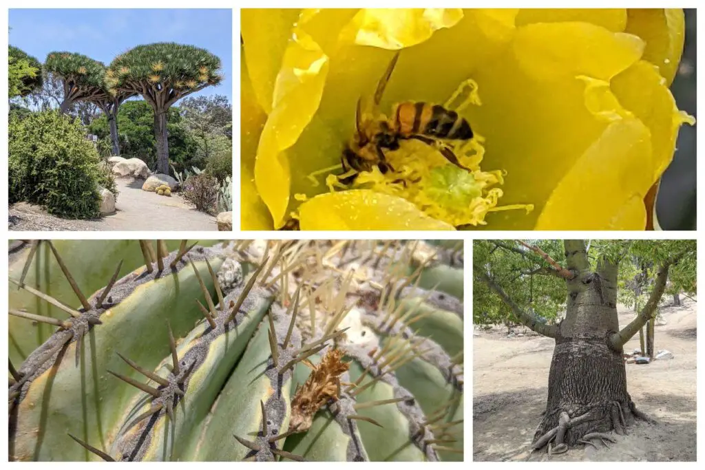 Desert Garden in Balboa Park, San Diego. Photo collage, clockwise, Quiver tree, Prickly pear flower with bee, barrel cactus, Queensland bottle tree