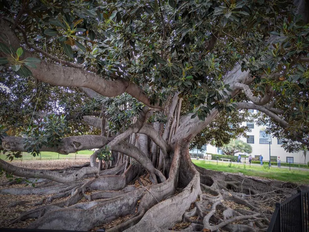 Moreton Bay Fig Tree is the largest in Balboa Park San Diego