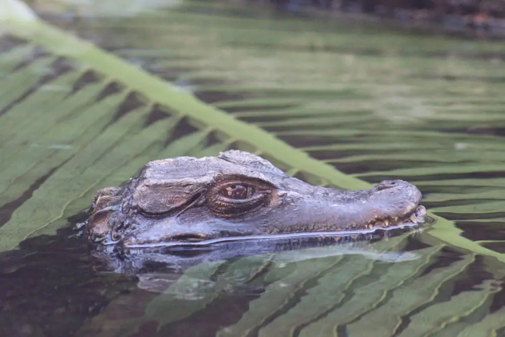 Caiman at San Diego childrens zoo Wildlife Explorers Basecamp.