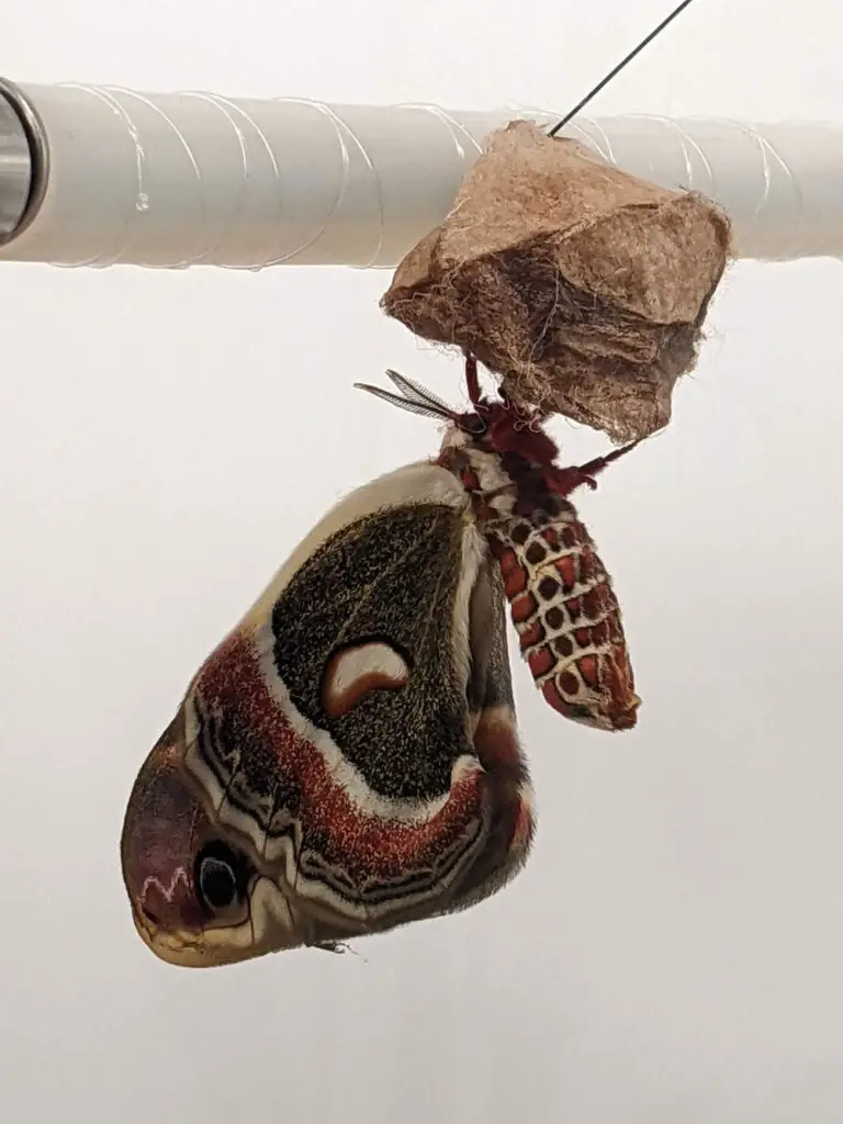 Ceanothus Silkmoth emerging from its cocoon at San Diego Zoo childrens zoo. 