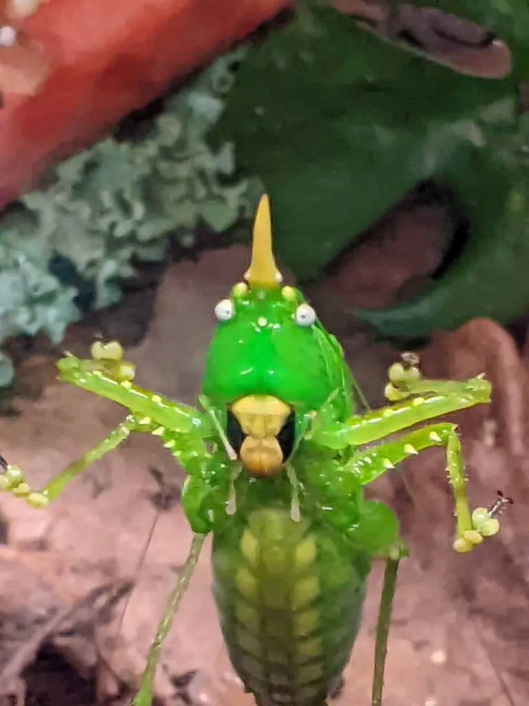 Rhinoceros katydid in the Spineless Marvels building at San Diego Zoo childrens zoo.