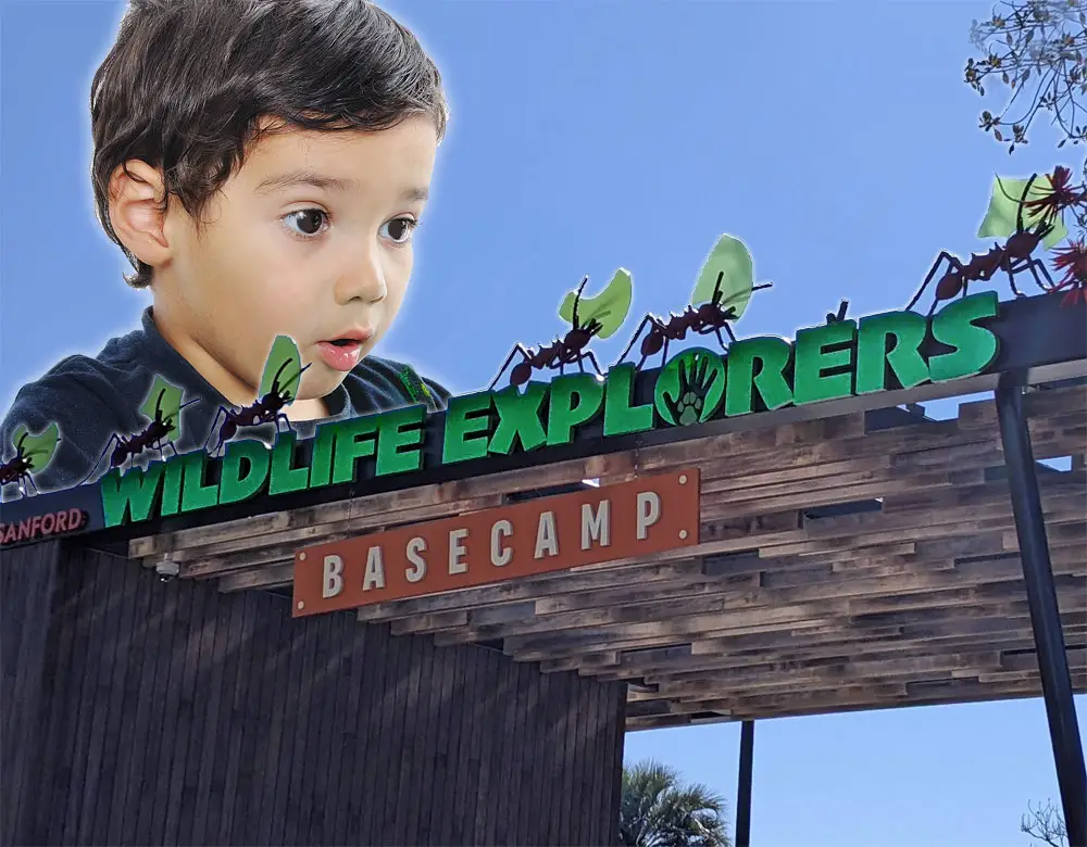 San Diego Kids Zoo Wildlife Explorers Basecamp children's zoo gateway with a little boy looking at the leafcutter ants.