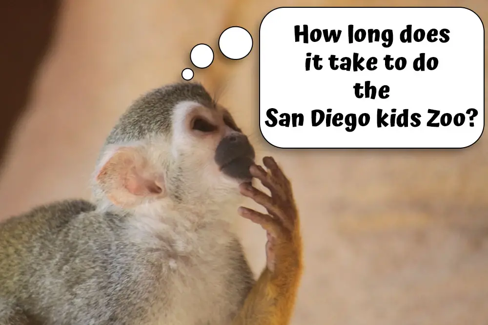 Squirrel monkey at San Diego Wildlife Explorers Basecamp with thought bubble, "How long does it take to do the San Diego kids zoo?"