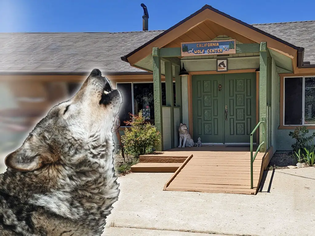 California Wolf Center Review & Tips for a Howling Good Time – SanDiegoing