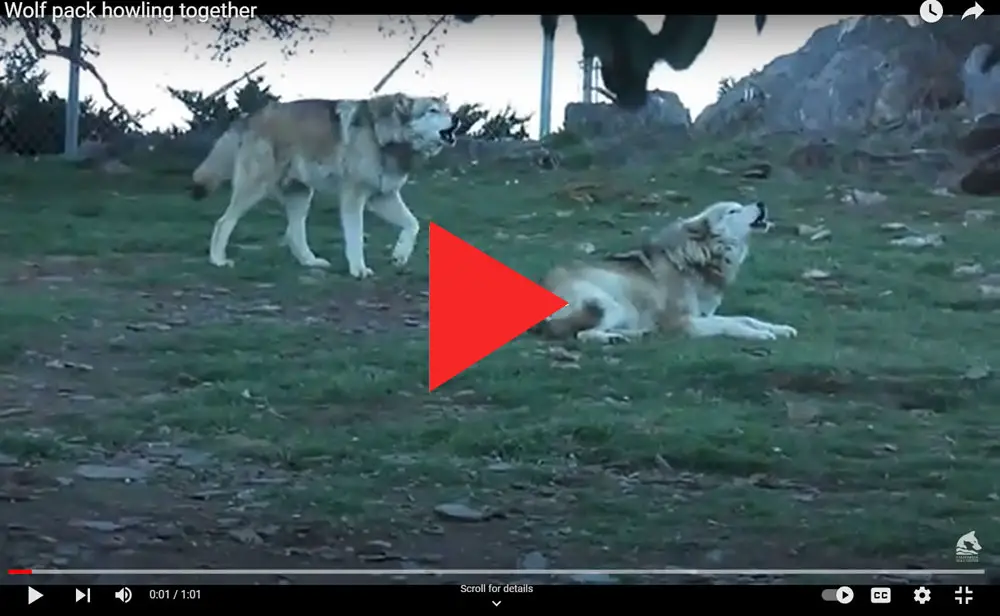 Wolves howling. Screenshot and link to video by California Wolf Center.