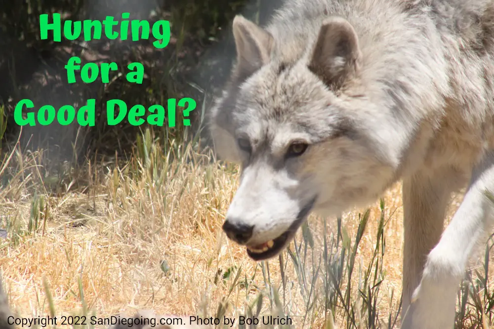 Photo of gray wolf at California Wolf Center by Bob Ulrich. Text on photo reads, "Hunting for a Good Deal?"
