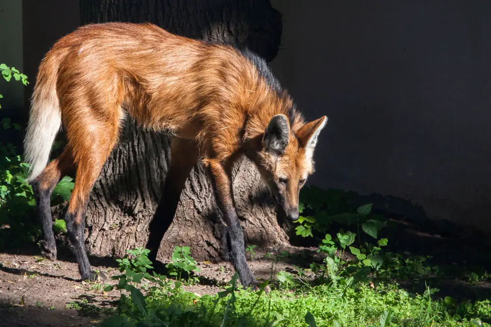 South American maned wolf.