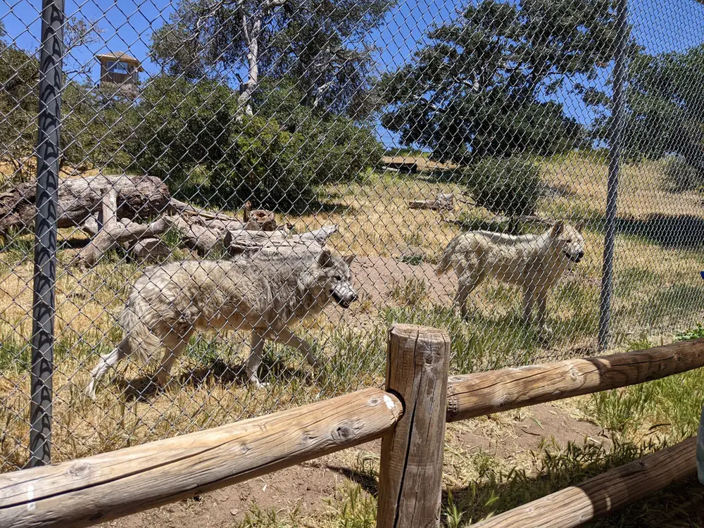 Gray wolves behind fences at California Wolf Center.