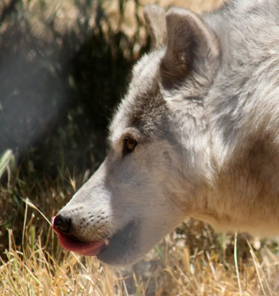 Wolf licking it's muzzle after eating a treat in Behavioral Enrichment Tour at California Wolf Center. 