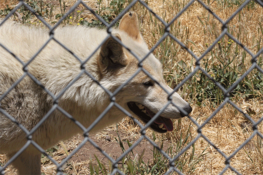 Gray wolf at California Wolf Center in Julian showing before and after fence removal from cell phone photo.